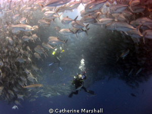 Diver within baitball, Cocos Island. by Catherine Marshall 